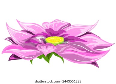 pink lotus flower blooming, no background