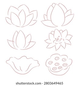 Pink lotus flower bud leaf seed pod handdrawn set