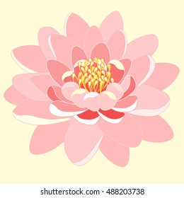 pink lotus flower close up vector illustration
