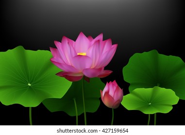 Pink Lotus flower with green leaves on black background.Vector