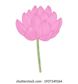 Pink Lotus flower isolated on white background. Abstract sketch botanical blossom. Vector illustration in doodle style.