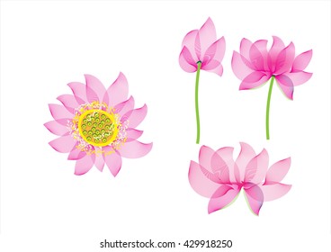 Pink lotus flower. lily flower. set of lotus flower isolated for object or background. lines art design .for spa .yoga business  .vector illustration