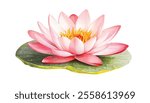 Pink Lotus Flower on Green Leaf, Watercolor Vector Illustration, and drawn