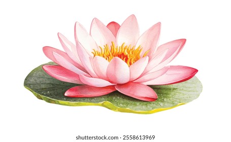 Pink Lotus Flower on Green Leaf, Watercolor Vector Illustration, and drawn