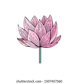 Pink Lotus flower on white background in vector. Hand drawn illustration. Nelumbo. Botanical illustration in vintage style. Isolated object on white background.