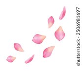 Pink lotus flower petals falling on white background