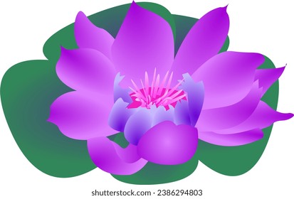 Flor rosa de loto en vector con gradiente de color