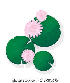 Pink lotus flower or Water Lily floating, isolated vector objects over white background