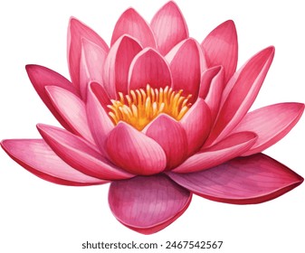 Pink lotus flower, watercolor vector illustration, hand drawing