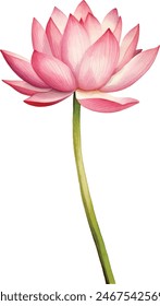 Pink lotus flower, watercolor vector illustration, hand drawing