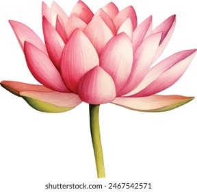 Pink lotus flower, watercolor vector illustration, hand drawing