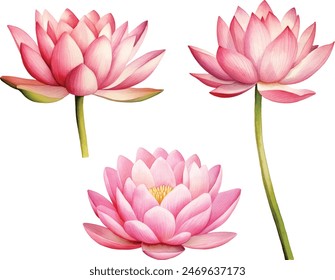 Pink lotus flower, watercolor vector illustration, hand drawing