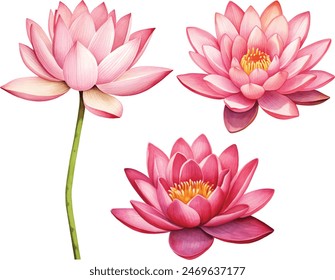 Pink lotus flower, watercolor vector illustration, hand drawing