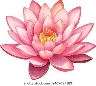 Pink lotus flower, watercolor vector illustration, hand drawing