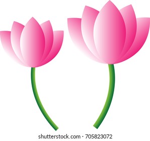 pink lotus flower white background