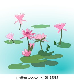 Pink Lotus Flowers