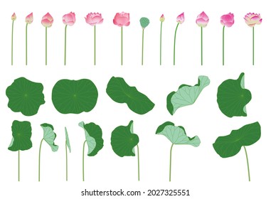 Pink lotus flowers elements collection graphic design on white background.