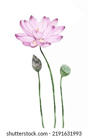 Pink lotus flowers hand drawn watercolor illustration.