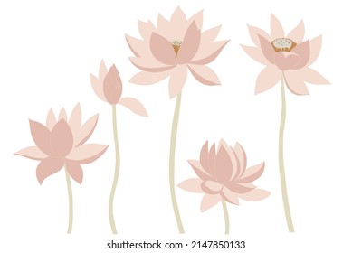 Pink lotus flowers in pastel colors hand drawn. Vector lily, water lily isolated on white background