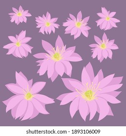 Flores rosadas de loto con pistilos y estambres en un fondo morado. Vector.