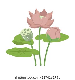 Pink lotus flowers with stems and leaves