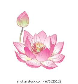 Pink lotus flowers - Vector Illustration