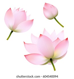 Pink Lotus With Gradient Mesh, Vector Illustration