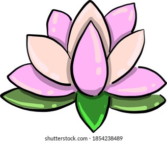 Loto rosa, ilustración, vector sobre fondo blanco