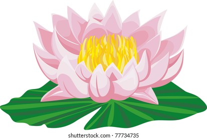 Pink lotus and leaf isolated on white background. Vector illustration.