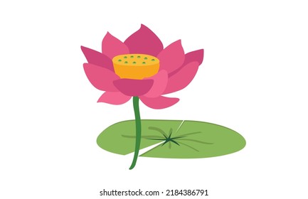 Pink lotus on green leaf clipart. Lotus flower and leaf vector design. Simple cute lotus cartoon style illustration isolated on white. Water lily flower plant drawing flat style. Moon Festival concept