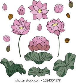 pink lotus water lilly