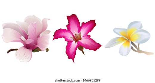 Pink Magnolia. Pink Adenium. White Plumeria. Vector illustration. Isolated illustration element. Floral botanical flower. Wild leaf wildflower isolated. Exotic tropical hawaiian jungle.