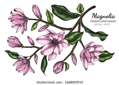 Pink Magnolia flower and leaf drawing illustration with line art on white backgrounds.