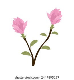 Pink magnolia flower with leaves isolated on white background. Beautiful blooming magnolia flower on branch in flat style. Elegant japanese exotic flower with petals. Colored flat vector illustration