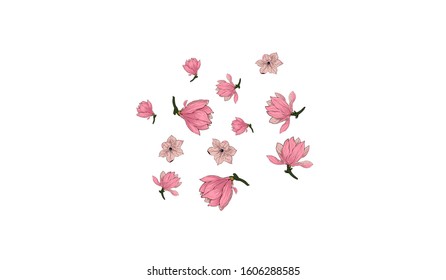 Pink Magnolia Flower Vector White Background. Japanese Sakura blossom illustration.