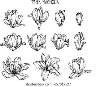 Pink magnolia flowers drawing and sketch with line-art on white backgrounds.