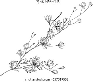 Pink magnolia  flowers drawing and sketch with line-art on white backgrounds.