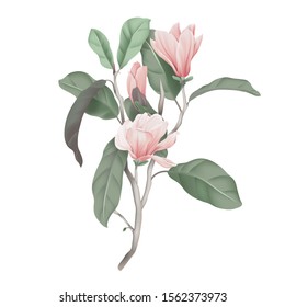 Pink magnolia flowers with leaves on branch