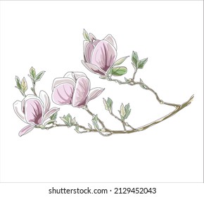 Pink Magnolia Flowers Vector illustration