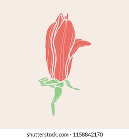 Pink magnolia hand drawn vector illustration.Graphical hand drawn colored magnolia flower. Magnolia flower drawing and sketch with pink and green. Beautiful botanical vector.