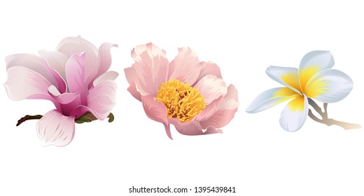 Pink Magnolia. Pink peony. White Plumeria. Vector illustration. Floral botanical flower. Wild leaf wildflower isolated. Exotic tropical hawaiian jungle. Isolated illustration element.