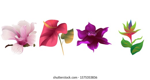 Pink Magnolia. Red Calla. Purple Clematis. Green bird of paradise. Vector illustration. Isolated illustration element. Floral botanical flower. Wild leaf wildflower isolated. Exotic tropical.