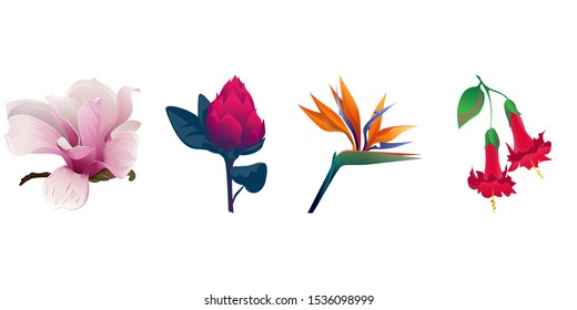 Pink Magnolia. Red Vriesea. Orange Strelitzia Reginae. Red Angel Trumpet. Vector illustration. Isolated illustration element. Floral botanical flower. Wild leaf wildflower isolated. Exotic tropical.