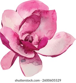 Pink Magnolia Watercolor Painting vector illustration