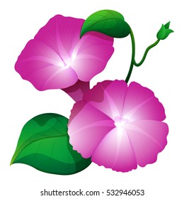 Pink morning glory flower with green leaves illustration