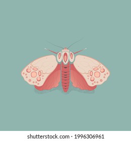 pink moth with a pattern on a turquoise background