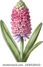 Pink Muscari Flower Botanical Watercolor Vector Illustration
