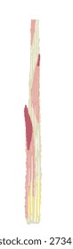 Pink Myoga Shoot vector Illustration
