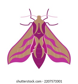 Pink night moth top view isolated on a white background. Flat Art Vector Illustration