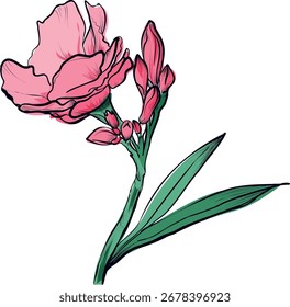 Pink oleander flower variant one hand drawn vector